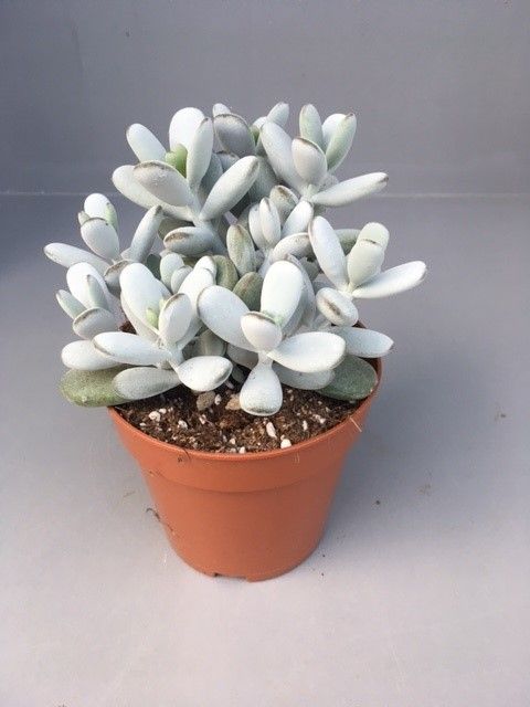 Cotyledon orbiculata