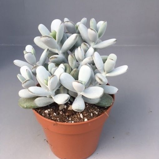 Cotyledon orbiculata