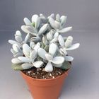 Cotyledon orbiculata