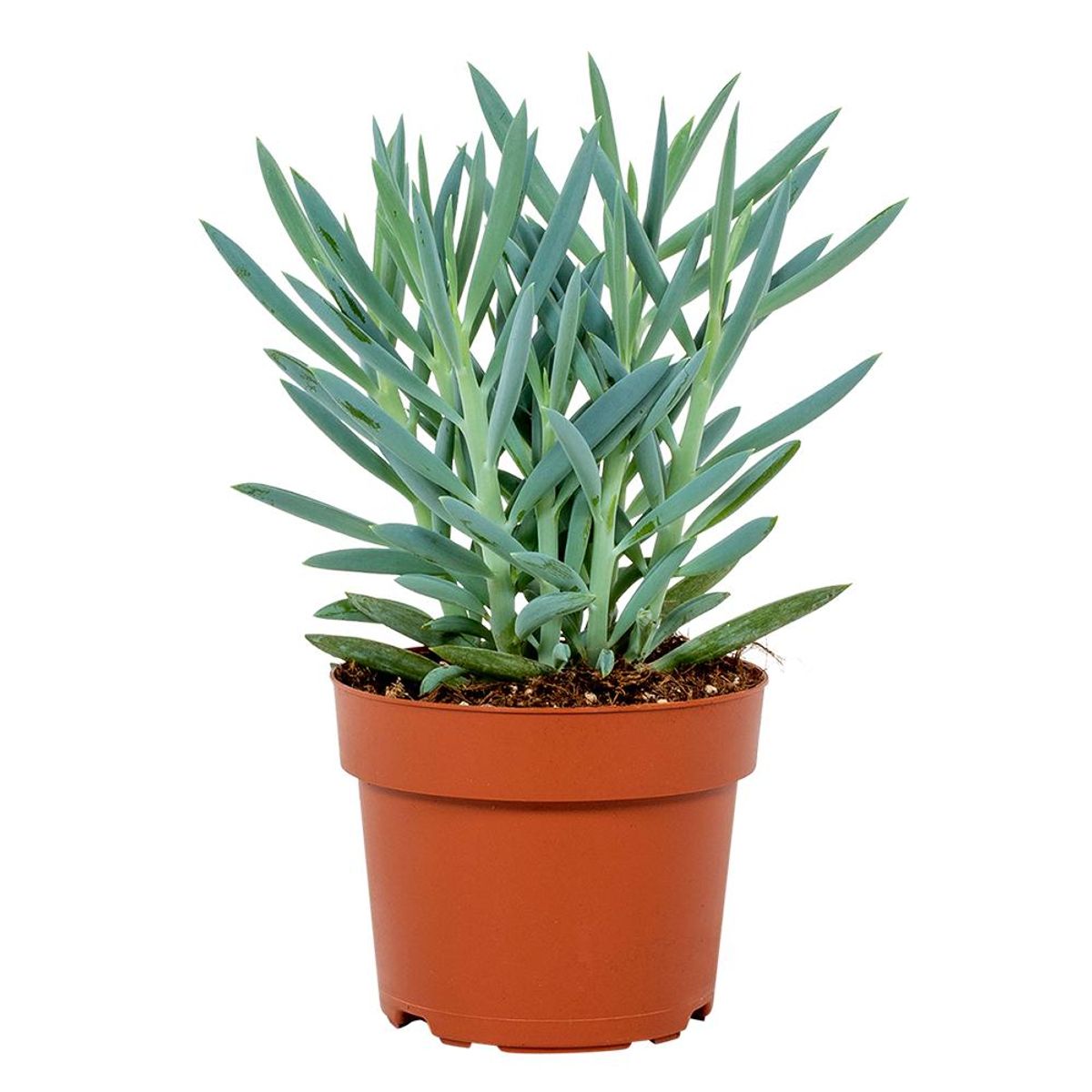 curio-ficoides-mount-everest-plant-wholesale-floraccess