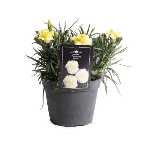 Dianthus SUNFLOR AMBER