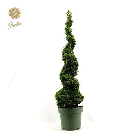 Buxus sempervirens