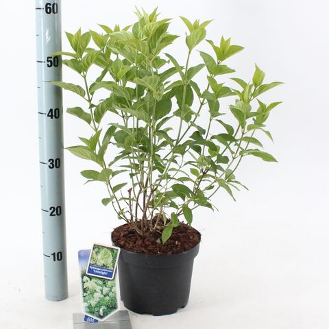 Hydrangea paniculata 'Limelight'