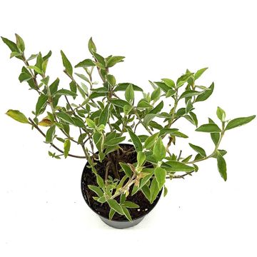 Cistus 'Silver Pink'