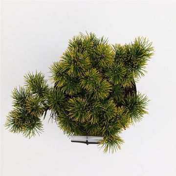 Pinus mugo 'Carsten'