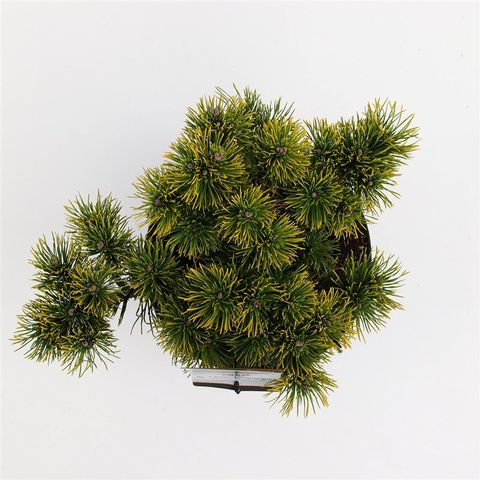 Pinus mugo 'Карстен'