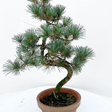 Pinus parviflora pentaphylla