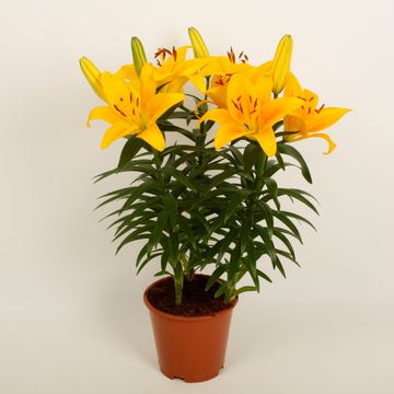 Lilium 'Tiny Bee'