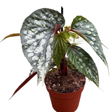 Begonia 'Lucifer'