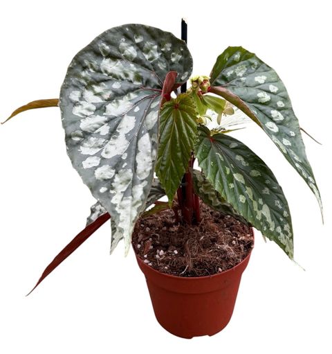 Begonia 'Lucifer'