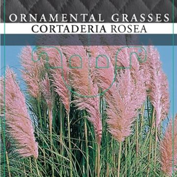 Cortaderia selloana 'Rosea'