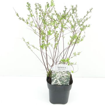 Spiraea x cinerea 'Grefsheim'
