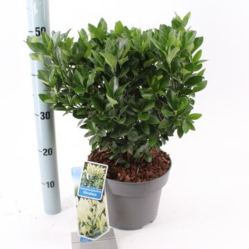 Euonymus japonicus HIMALAYA