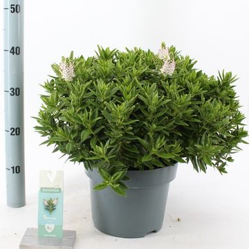 Hebe HEBEDONNA JENNA