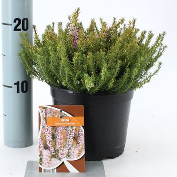 Erica x darleyensis MIX