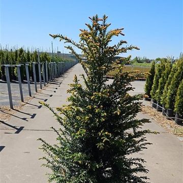 Taxus baccata