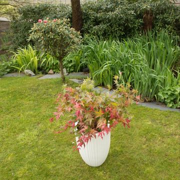 Acer palmatum 'Beni-maiko'