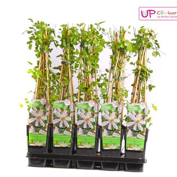 Clematis 'Paul Farges' (Vi)