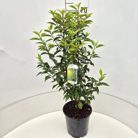 Prunus lusitanica 'Angustifolia'