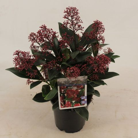 Skimmia japonica 'Rubella'