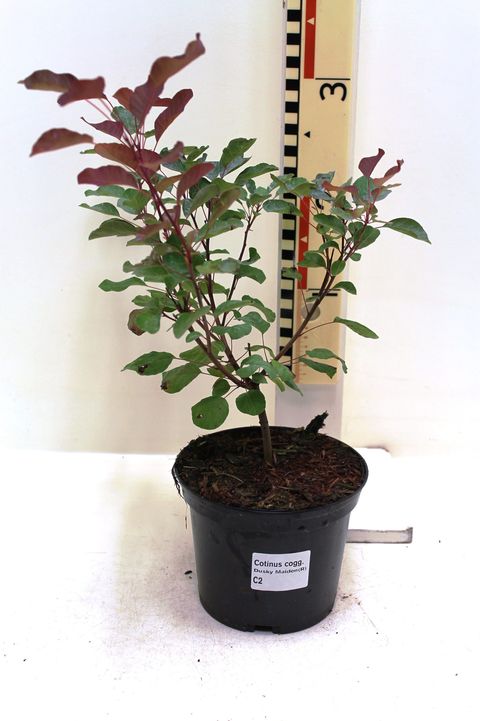 Cotinus DUSKY MAIDEN