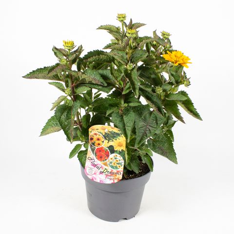 Heliopsis helianthoides MIX
