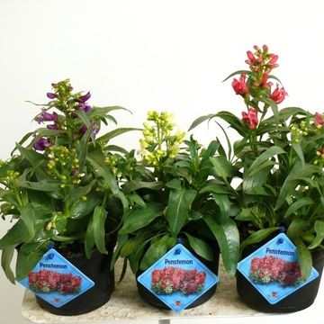 Penstemon barbatus MIX