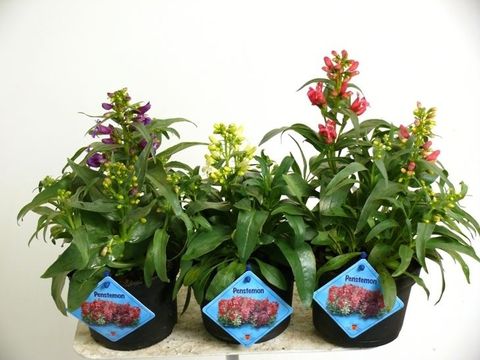 Penstemon barbatus MIX