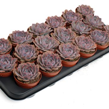 Echeveria shaviana