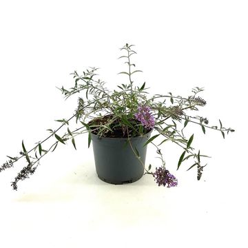 Buddleja FREE PETITE LAVENDER FLOW