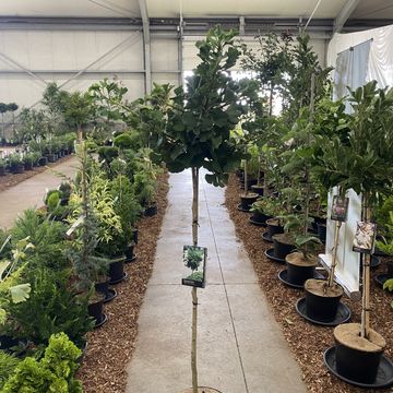 Ginkgo biloba 'Mariken'