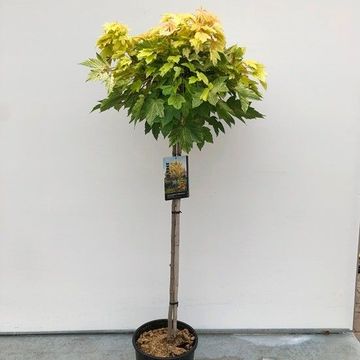 Acer pseudoplatanus 'Esk Sunset'