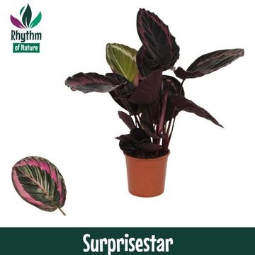 Calathea roseopicta SURPRISESTAR