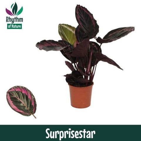 Calathea roseopicta SURPRISESTAR
