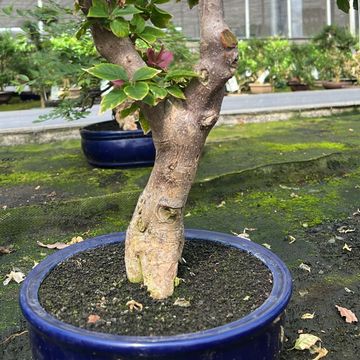 Bougainvillea glabra