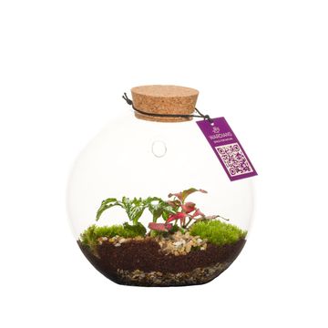 Arrangement Terrarium