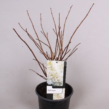 Hydrangea paniculata 'Grandiflora'