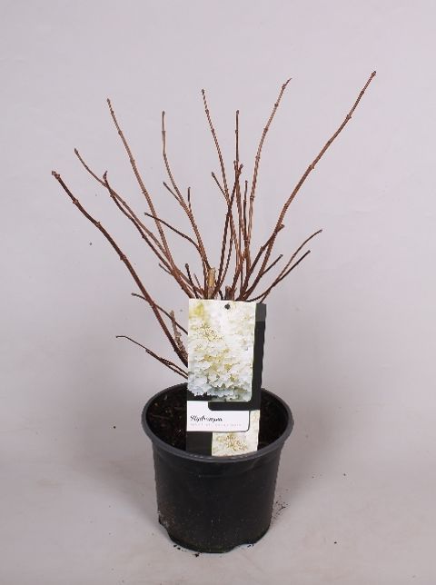 Hydrangea paniculata 'Grandiflora'