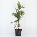 Cryptomeria japonica 'Rasen'