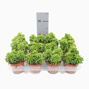 Peperomia dolabriformis