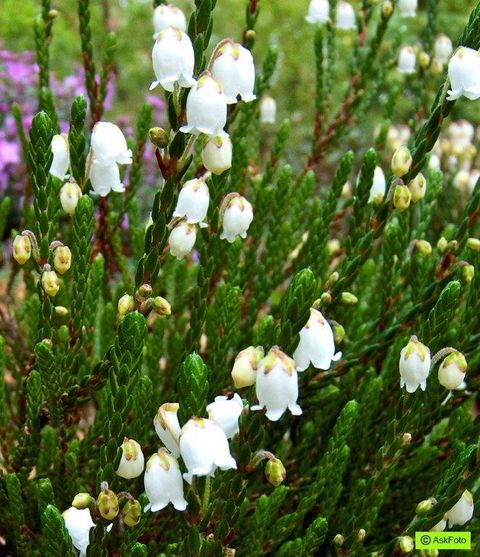 Cassiope 'Cross Branklyn'