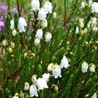 Cassiope 'Cross Branklyn'