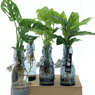 Composizione Houseplants