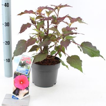 Hibiscus moscheutos CAROUSEL PINK PASSION