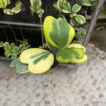 Hoya kerrii 'Variegata'