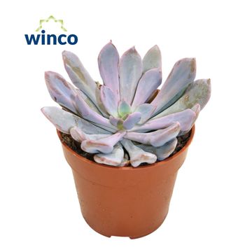 x Graptoveria 'Lilac Spoons'