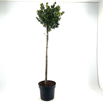 Ilex x meserveae HECKENBLAU