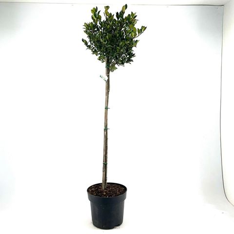 Ilex x meserveae HECKENBLAU