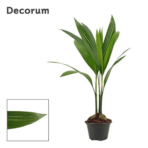 Areca catechu