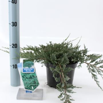 Juniperus horizontalis 'Blue Chip'